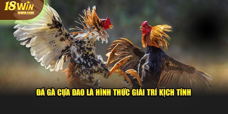 Đá gà cựa dao là hình thức giải trí vô cùng kịch tính